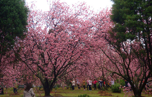 cerejeira-parque-do-carmo